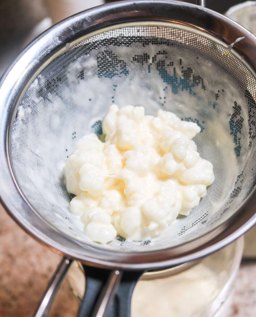 kefir grains in mesh strainer